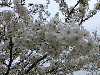 桜のアップ.jpg
